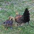 Hen with two chicks running away