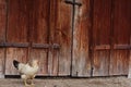 Hen walking around the farm