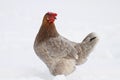 hen walks in winter and white snow