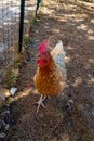 Hen white and brown chicken in the garden in front of the chickens coop at home garden Royalty Free Stock Photo