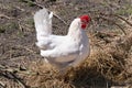 Hen, white hen on courtyard with hay