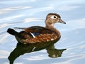 Hen Wood Duck Waterfowl Royalty Free Stock Photo