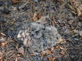 Hen of the Woods fungi aka Grifola frondosa. Edible.