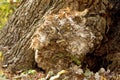 Hen-of-the-Woods Mushroom 804877