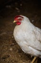 Hen on a yard in the dark