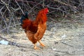 A hen in the yard of our cousin. Royalty Free Stock Photo