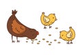 Hen with Yellow Chick Walking in the Yard Picking Grain Vector Illustration