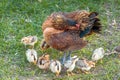 Hen and young chicks.