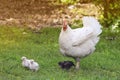 hen with young Chicks walks in green grass on a farm