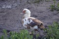 Hen. A young speckled hen walks in the grass near the reservoir. Domestic egg-laying bird