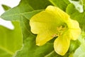 Henbane