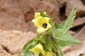 Henbane , Hyoscyamus flower , flora Iran