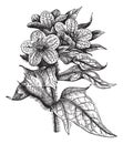 Henbane or Hyoscyamus niger vintage engraving