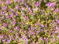 Henbit Deadnettle flowers in an empty field 1 Royalty Free Stock Photo