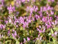 Henbit Deadnettle flowers in an empty field 2 Royalty Free Stock Photo