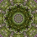 Henbit Deadnettle Lamium amplexicaule Kaleidoscope