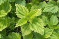 Henbit fresh green leaves Royalty Free Stock Photo