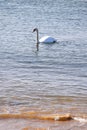 Hendaye France white swan on the beach Royalty Free Stock Photo