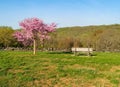 Hendersonville NC Jump Off Rock Park Royalty Free Stock Photo