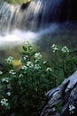 Hendrys Creek, Mount Moriah Wilderness, Nevada