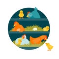 Henhouse round vector illustration