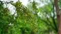 Henna, Alcana, Cypress shrub, Egyptian Rivet, Henna Tree view. New budding plant mainly uses in medicinal purpose and hair dye.