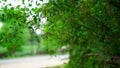 Henna, Alcana, Cypress shrub, Egyptian Rivet, Henna Tree view. New budding plant mainly uses in medicinal purpose and hair dye.