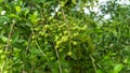 Henna Lawsonia inermis Bunch of young green seeds and fruits at end branch. Used as herbal hair dye. close up background