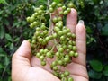 Henna Lawsonia inermis Bunch of young green seeds and fruits at end branch. Used as herbal hair.