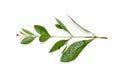 Henna ( Lawsonia inermis )