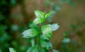 Henna tree or Lawsonia inermis