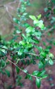 Henna tree or Lawsonia inermis