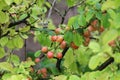 Henomeles flower buds get wet in spring rain Royalty Free Stock Photo