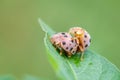 Henosepilachna elaterii Gourd Ladybird Oranges are breeding