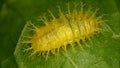 Henosepilachna Vigintioctopunctata Larva