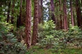 Henry Cowell Redwoods State Park, California Royalty Free Stock Photo