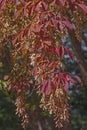 Henry`s maple foliage and seeds in fall