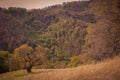 Henry W Coe State Park near Morgan Hill CA Royalty Free Stock Photo