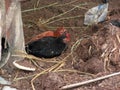 Hens black orange sleeping