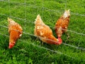 Pastured poultry, grazing hens , backyard