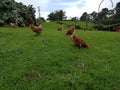 Pastured poultry, grazing hens , backyard