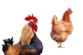 Hens and chicken rooster standing isolated white background Royalty Free Stock Photo