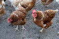 Free-roaming hens in chicken yard. Free-range chickens with brown and cremy white feathers in the farm`s chicken yard.