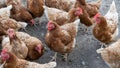 Free-roaming hens in chicken yard. Free-range chickens with brown and cremy white feathers in the farm`s chicken yard.