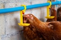 Hens, Chickens drinking water by nipple in Farm. Royalty Free Stock Photo