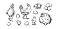 Hens and chickens free-grazing in poultry farm. Hens with eggs and baby chicks isolated in white background. Vector