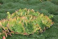 Hens and chicks at Larnach Castle NZ Royalty Free Stock Photo