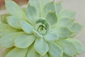 Hens and Chicks Macro View Succulent Cactus Plant Closeup Background Wallpaper
