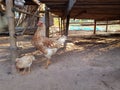 Hens and chicks stand for food on the ground.