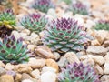 Hens-and-Chicks succulent plants Royalty Free Stock Photo